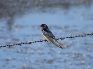 Barn Swallow