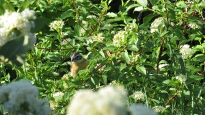 Black-headed Grosbeak