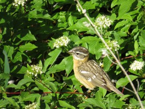 Black-headed Grosbeak