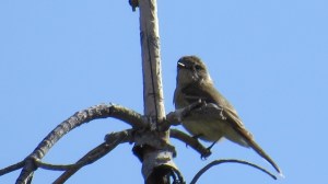 Dusky Flycatcher