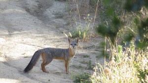 Gray Fox