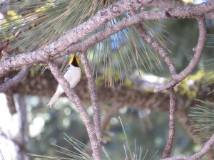 Hermit Warbler