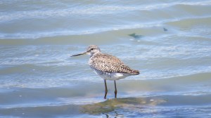 Greater Yellowlegs