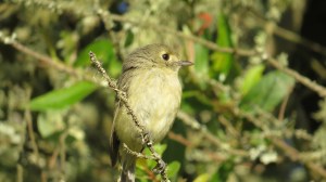 Hutton's Vireo