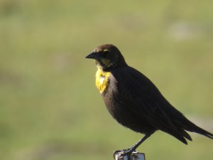Yellow-headed Blackbird