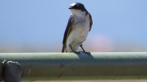 Cliff Swallow