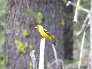 Western Tanager