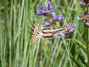 White-lined Sphinx (Hyles lineata)commonly known as the hummingbird moth