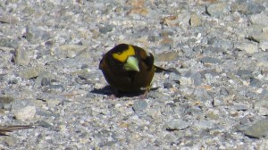 Evening Grosbeak