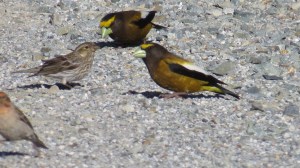 Evening Grosbeak
