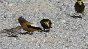 Evening Grosbeak
