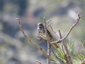 Fox Sparrow (thick-billed)