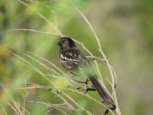 Spotted Towhee
