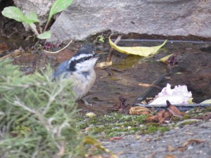 Red-breasted Nuthatch