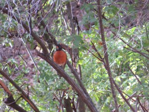 American Robin