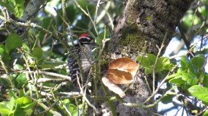 Nuttall's Woodpecker