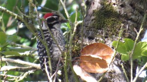 Nuttall's Woodpecker