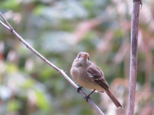 Pacific-slope flycatcher