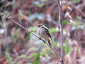 Pacific-slope flycatcher