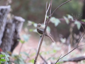 Pacific-slope flycatcher