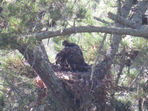 Red-tailed Hawk (nestlings)