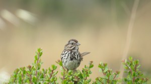 Song Sparrow