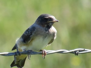 Swallow chick