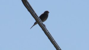 Vesper Sparrow