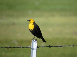 Yellow-headed Blackbird