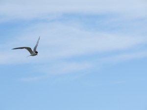 Forster's tern