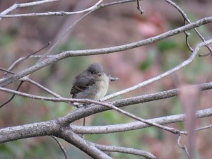 Pacific-slope flycatcher - juvenile