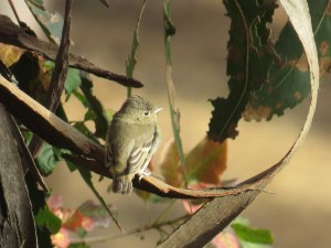 Pacific-slope flycatcher - juvenile