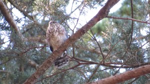 Sharp-shinned Hawk - juvenile