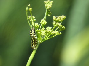 Anise Swallowtail Caterpillar