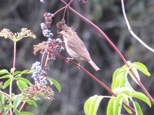 Purple Finch