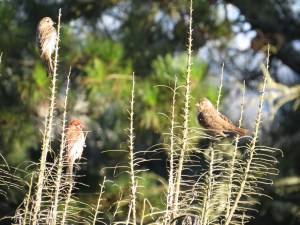 House Finch - juvenile
