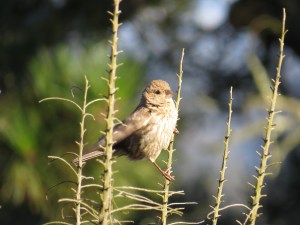 House Finch - juvenile