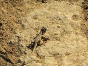 Coast Range Fence Lizard