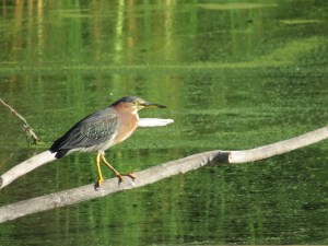 Green Heron