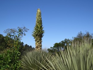 Puya Raimondii
