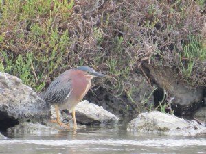 Green Heron