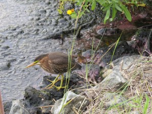 Green Heron