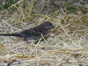 Spotted Towhee (juvenile)