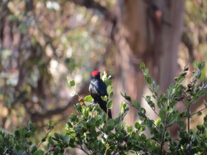 Acorn Woodpecker