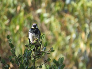 Acorn Woodpecker