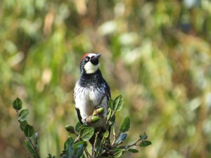 Acorn Woodpecker