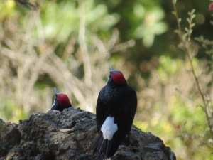 Acorn Woodpecker