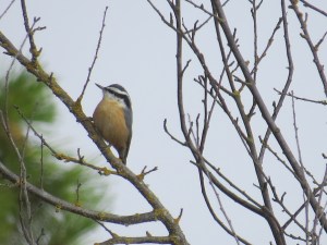 Red-breasted Nuthatch