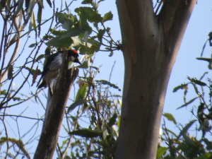 Acorn Woodpecker