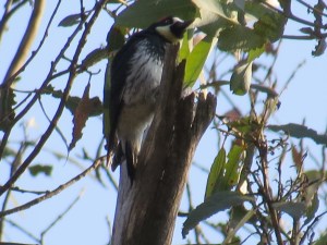 Acorn Woodpecker